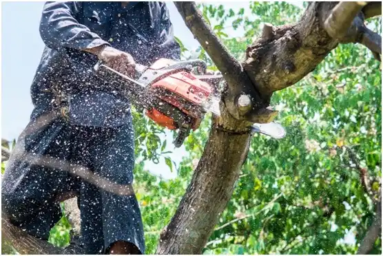 tree services Blackhawk